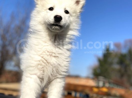 Kar Beyaz Samoyed Bebekler görsel