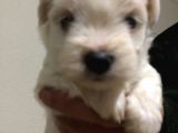 Maltese Terrier Yavrularımız