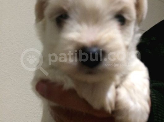 Maltese Terrier Yavrularımız görsel