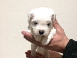 Maltese Terrier Yavrularımız