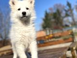 Kar Beyaz Samoyed Bebekler