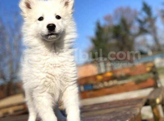Kar Beyaz Samoyed Bebekler görsel