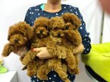 Show Kalite Red Toy Poodle