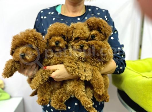Show Kalite Red Toy Poodle