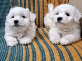 Maltese Terrier Yavrularımız