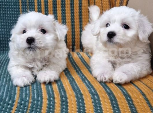 Maltese Terrier Yavrularımız