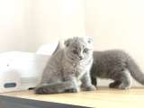 Mükemmel Kalitede Irk Ve Sağlık Garantili Scottish Fold