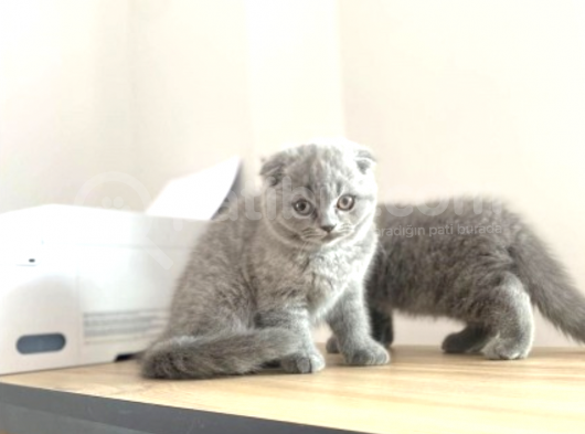 Mükemmel Kalitede Irk ve Sağlık Garantili Scottish Fold