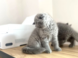 Mükemmel Kalitede Irk Ve Sağlık Garantili Scottish Fold