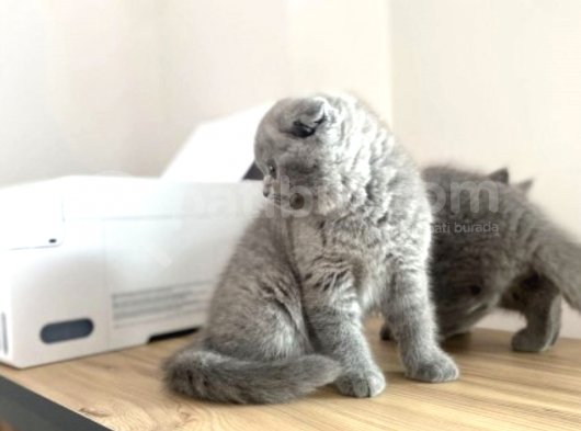 Mükemmel Kalitede Irk Ve Sağlık Garantili Scottish Fold görsel
