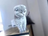 Mükemmel Kalitede Irk Ve Sağlık Garantili Scottish Fold