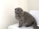 Mükemmel Kalitede Irk Ve Sağlık Garantili Scottish Fold