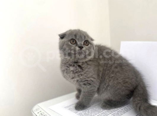 Mükemmel Kalitede Irk Ve Sağlık Garantili Scottish Fold görsel