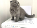 Mükemmel Kalitede Irk Ve Sağlık Garantili Scottish Fold