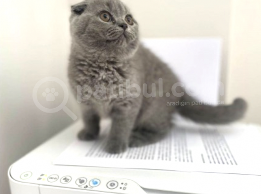 Mükemmel Kalitede Irk Ve Sağlık Garantili Scottish Fold görsel