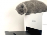 Mükemmel Kalitede Irk Ve Sağlık Garantili Scottish Fold