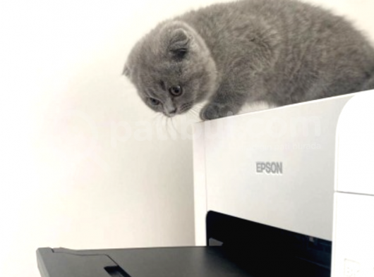 Mükemmel Kalitede Irk Ve Sağlık Garantili Scottish Fold görsel