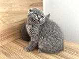 Mükemmel Kalitede Irk Ve Sağlık Garantili Scottish Fold