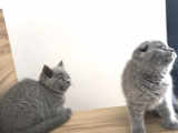 Mükemmel Kalitede Irk Ve Sağlık Garantili Scottish Fold