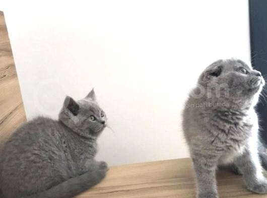 Mükemmel Kalitede Irk Ve Sağlık Garantili Scottish Fold görsel