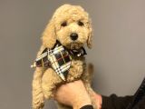 Mi̇nyatür Labradoodle Yavrumuz