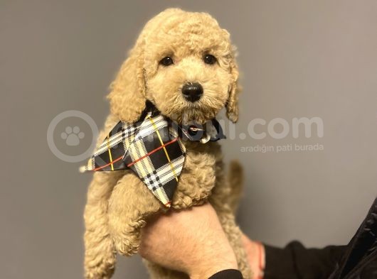 Mi̇nyatür Labradoodle Yavrumuz
