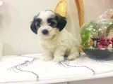 Morkie Cinsi Yavrular 