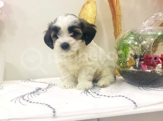 Morkie Cinsi Yavrular 