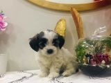 Morkie Cinsi Yavrular 