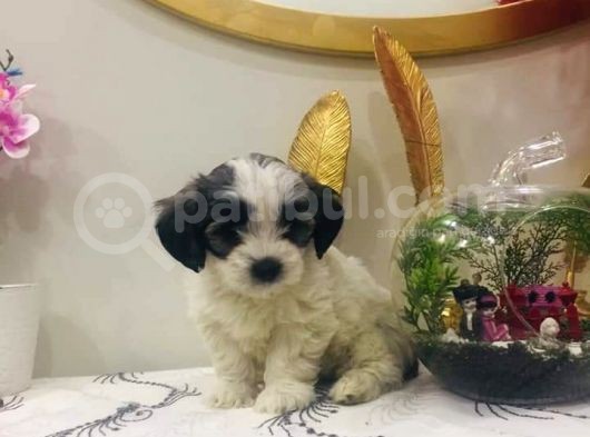 Morkie Cinsi Yavrular  görsel