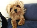 Morkie Cinsi Yavrular 