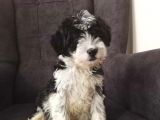 Morkie Cinsi Yavrular 