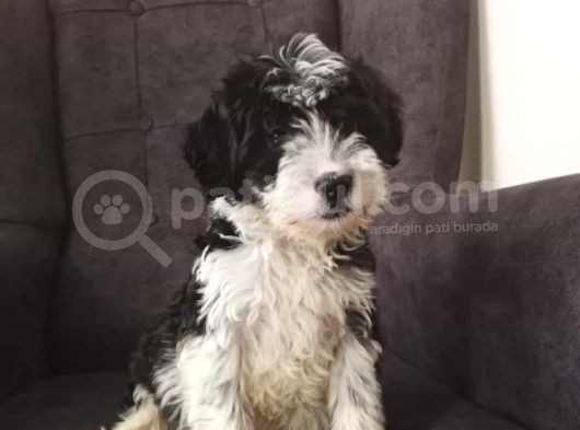 Morkie Cinsi Yavrular 