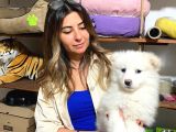 Samoyed Bebekler Kar Topu Irk Garanti̇li̇