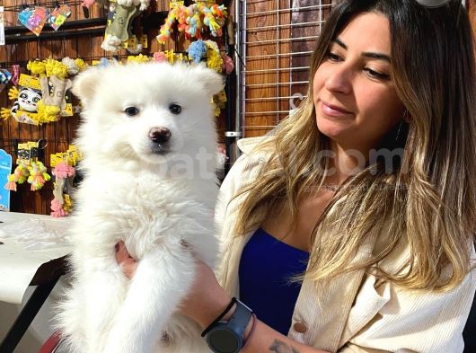 Samoyed Bebekler Kar Topu Irk Garanti̇li̇ görsel