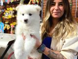 Samoyed Bebekler Kar Topu Irk Garanti̇li̇