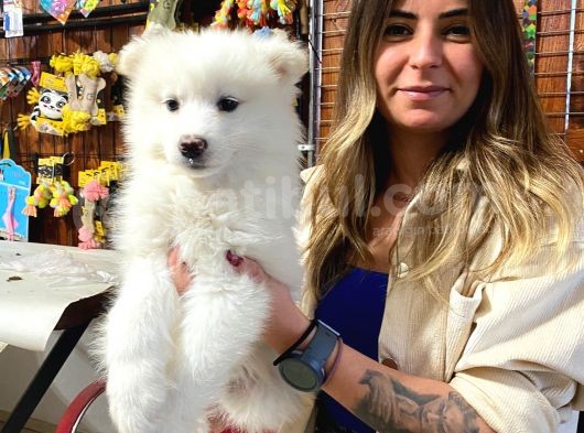 Samoyed Bebekler Kar Topu Irk Garanti̇li̇ görsel