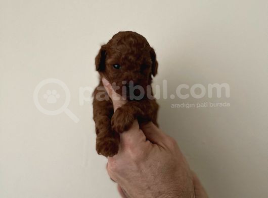 Irk Ve Sağlık Garantili Red Toy Poodle Yavrulari görsel