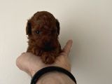 Irk Ve Sağlık Garantili Red Toy Poodle Yavrulari
