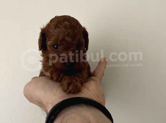 Irk Ve Sağlık Garantili Red Toy Poodle Yavrulari görsel