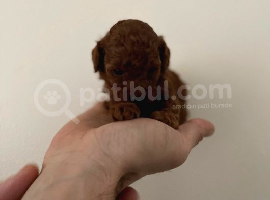 Irk Ve Sağlık Garantili Red Toy Poodle Yavrulari görsel