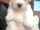 Maltes Terrier Yavrulari Orjinal