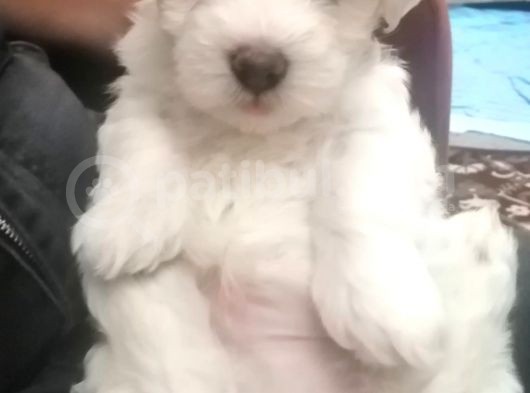 Maltes Terrier Yavrulari Orjinal görsel
