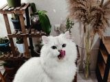 Src'Li Oğlumuza Eş Arıyoruz