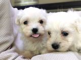 Maltese Terri̇er Sifir Numara Irk Garanti̇li̇