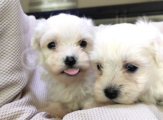 Maltese Terri̇er Sifir Numara Irk Garanti̇li̇ görsel