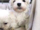 Maltese Terri̇er Sifir Numara Irk Garanti̇li̇