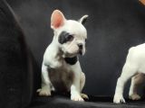 French Bulldog Üst Kali̇te Bebekler