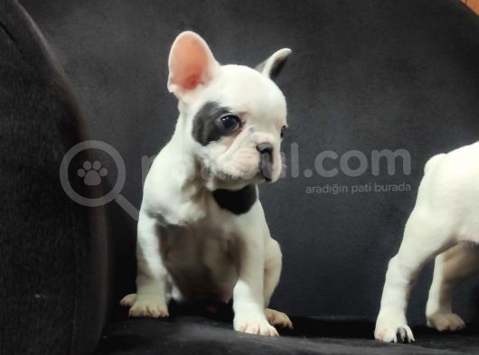 French Bulldog Üst Kali̇te Bebekler görsel