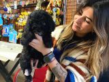 Silver Ve Black Tan Poodle Bebekleri̇mi̇z